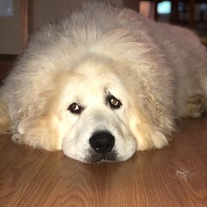 Meet your Posher, Sam